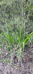 Cyrtopodium andersonii, photograph (c) fmunoz, some rights reserved (CC BY)