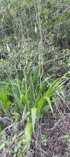 Cyrtopodium andersonii, photograph 6
