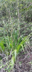 Cyrtopodium andersonii, photograph (c) fmunoz, some rights reserved (CC BY)