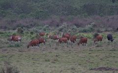 Bos javanicus