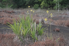 Cyrtopodium andersonii, photograph (c) fmunoz, some rights reserved (CC BY)