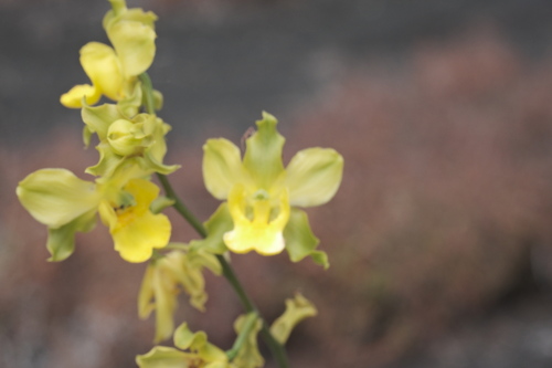 Cyrtopodium andersonii, photograph 3