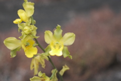 Cyrtopodium andersonii, photograph (c) fmunoz, some rights reserved (CC BY)