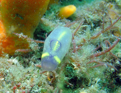 Clavelina meridionalis