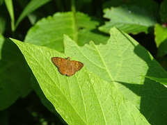 Celaenorrhinus pyrrha