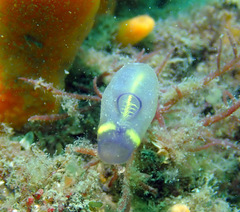 Clavelina meridionalis