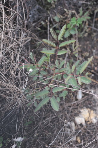 Mimosa somnians observed 2025-12-06
