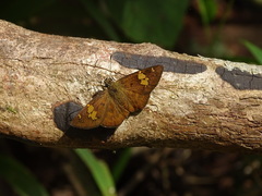 Celaenorrhinus pyrrha