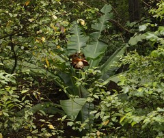 Ensete superbum