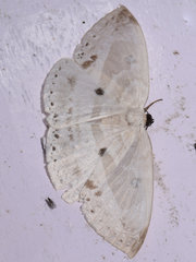 Cyclidia substigmaria