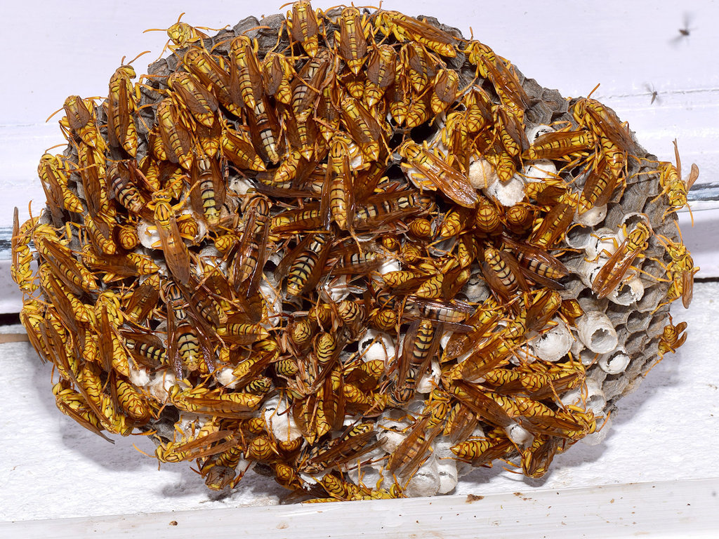 Macao Paper Wasp