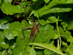 Xenogryllus transversus