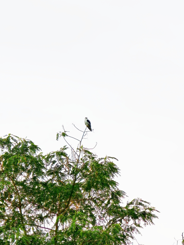 Elang tikus (Elanus caeruleus)