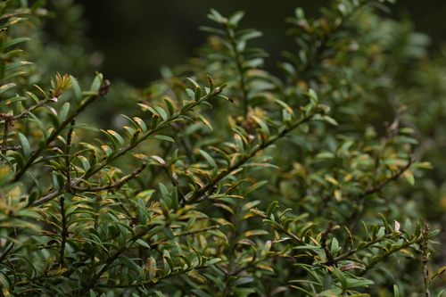 Hall's totara (Podocarpus laetus)