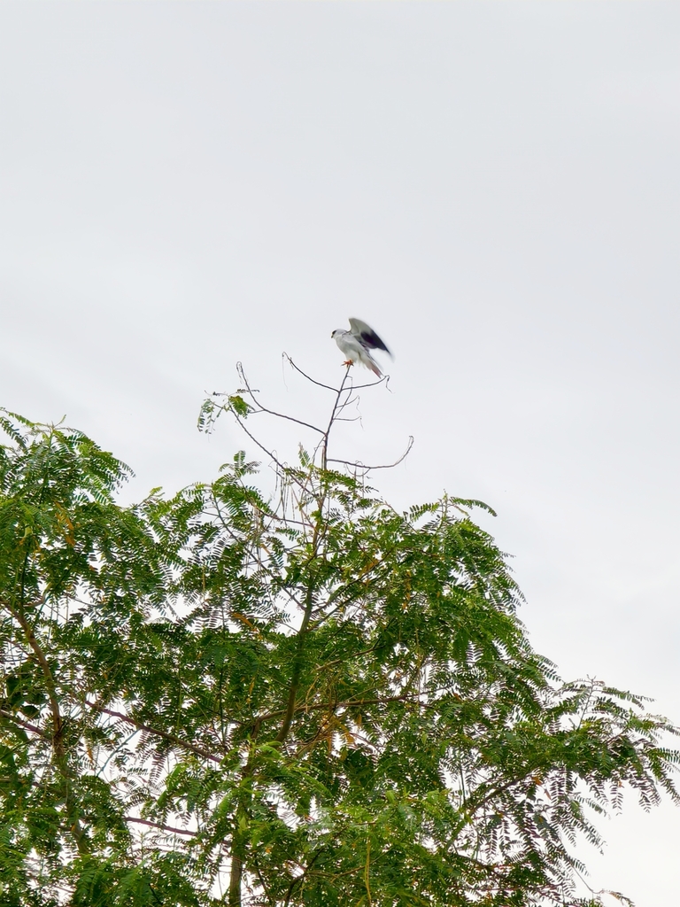 Black-Shouldered Kite (Elanus caeruleus)