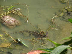 Varanus salvator bivittatus