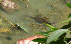 Varanus salvator bivittatus