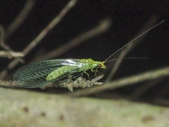 Triplochrysa