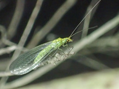 Triplochrysa