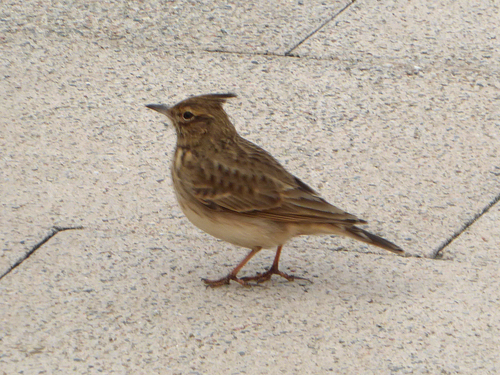 Crested Lark (Galerida cristata), photo 3