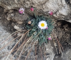 Erigeron tracyi