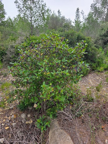 Laurustinus