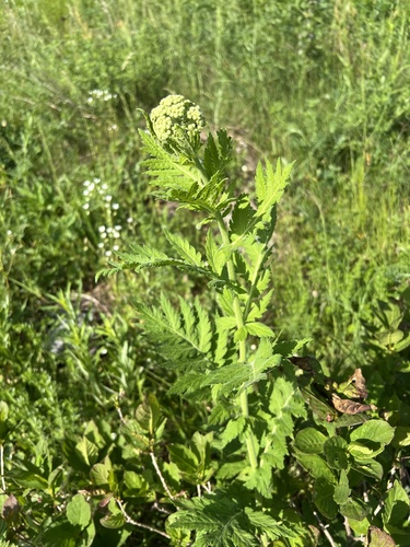 Tanacetum macrophyllum, photograph 5