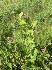 Tanacetum macrophyllum, photograph author not stated, no rights reserved