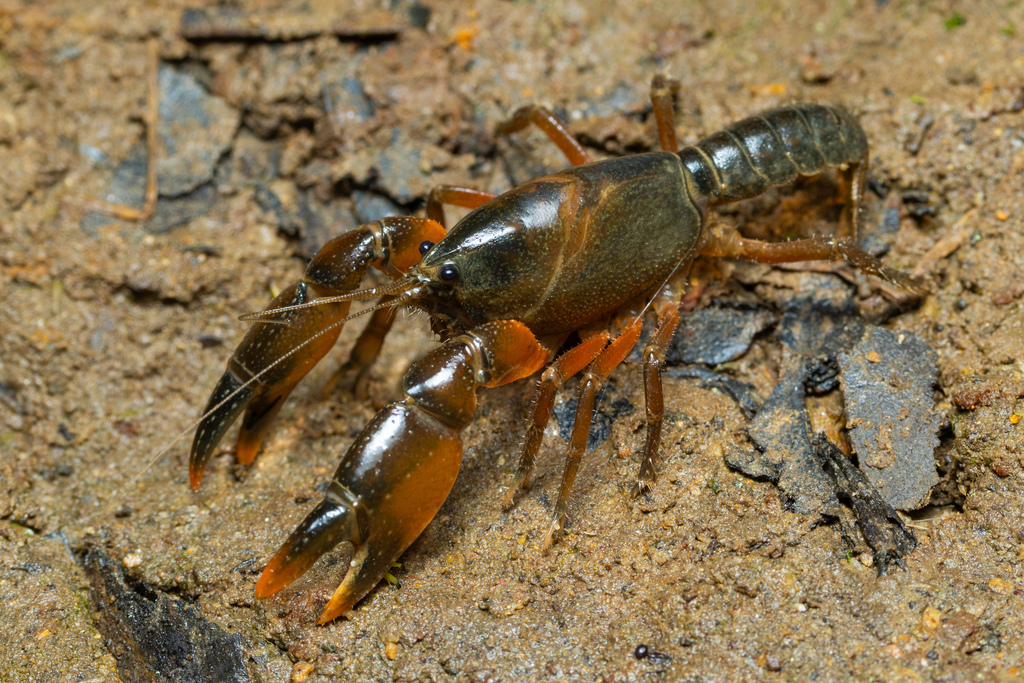 Engaeus orientalis