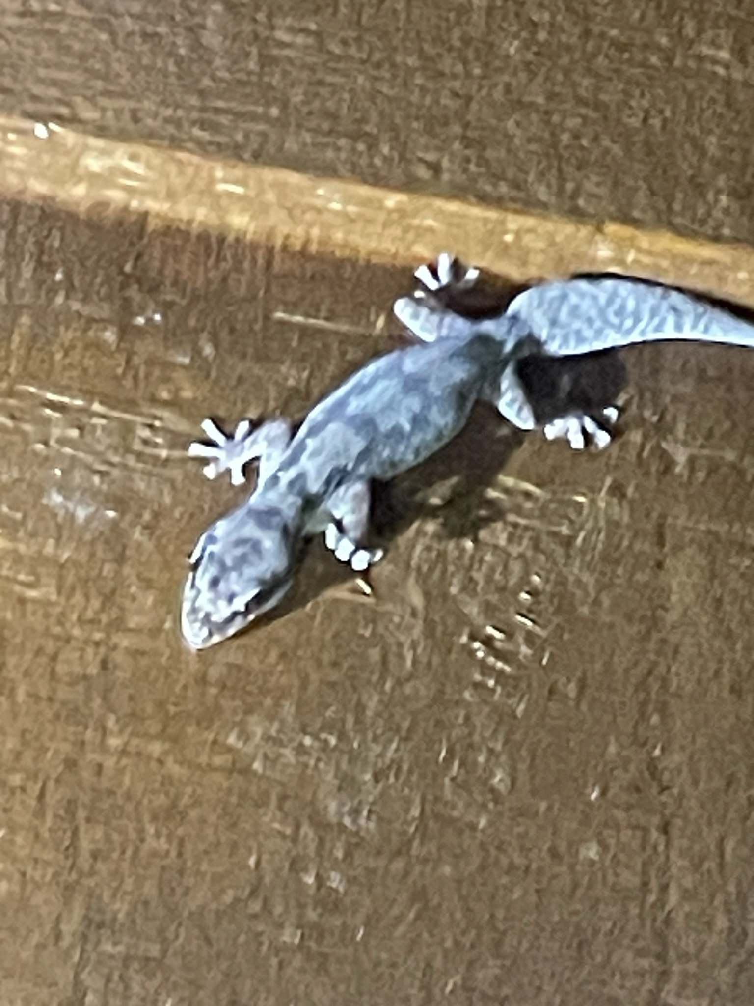 Nebulifera robusta (Boulenger, 1885)