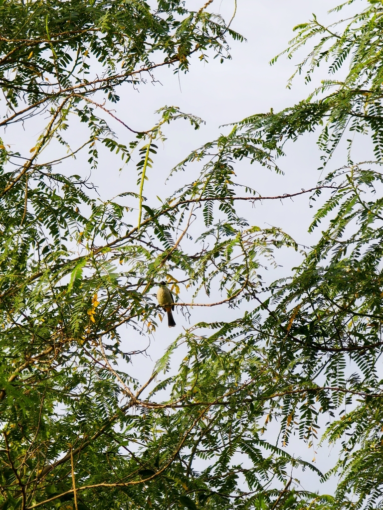 Sooty-headed Bulbul (Pycnonotus aurigaster)