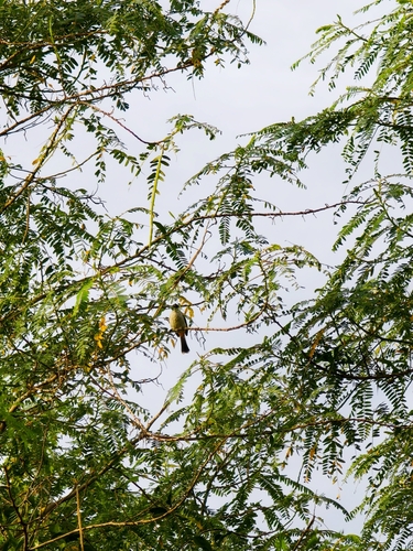 Pycnonotus aurigaster