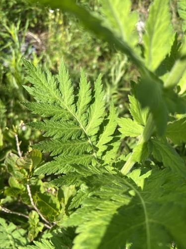 Tanacetum macrophyllum, photograph 6