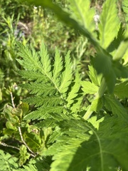 Tanacetum macrophyllum, photograph author not stated, no rights reserved