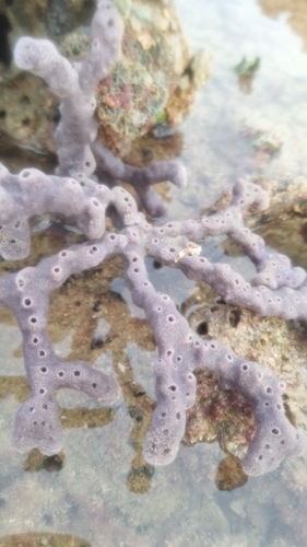 Callyspongia diffusa