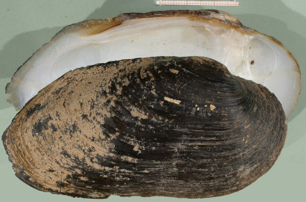 Spengler's Freshwater Mussel