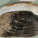 Margaritifera auricularia - Photo (c) Francisco Welter Schultes,  זכויות יוצרים חלקיות (CC BY-SA)