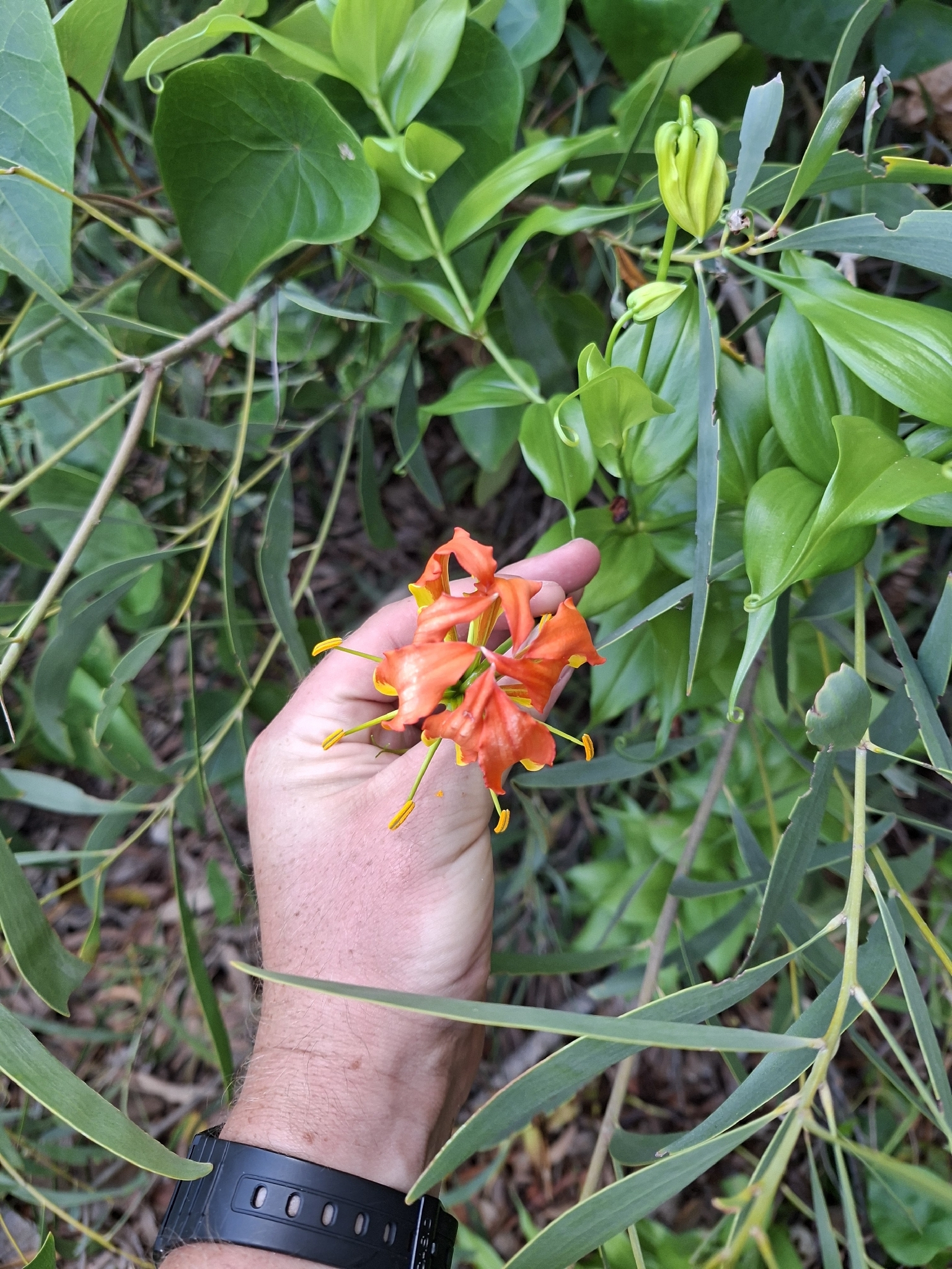 Imagem de Gloriosa
