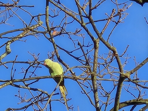 Rose-ringed Parakeet (Psittacula krameri), photo 8
