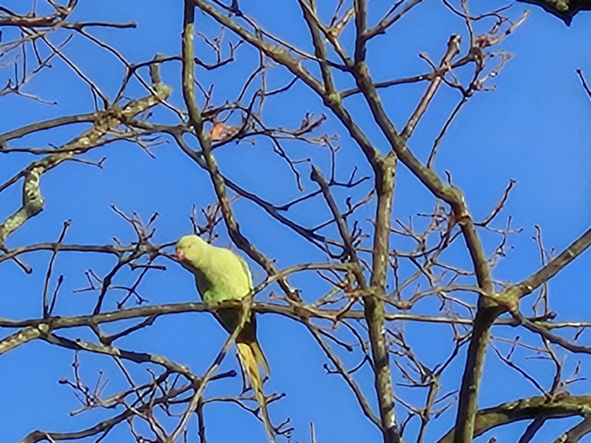 Rose-ringed Parakeet (Psittacula krameri), photo 8