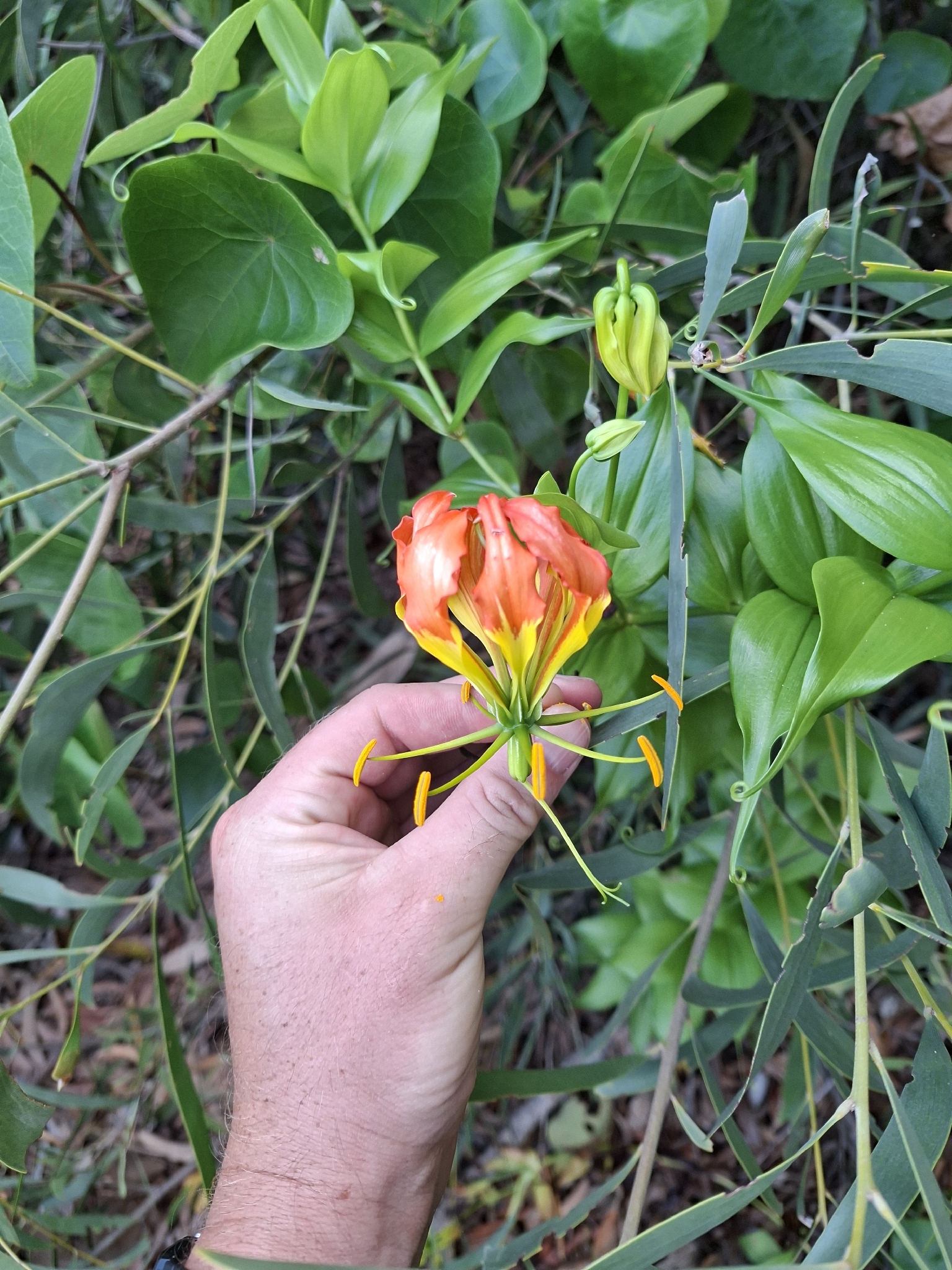 Imagem de Gloriosa