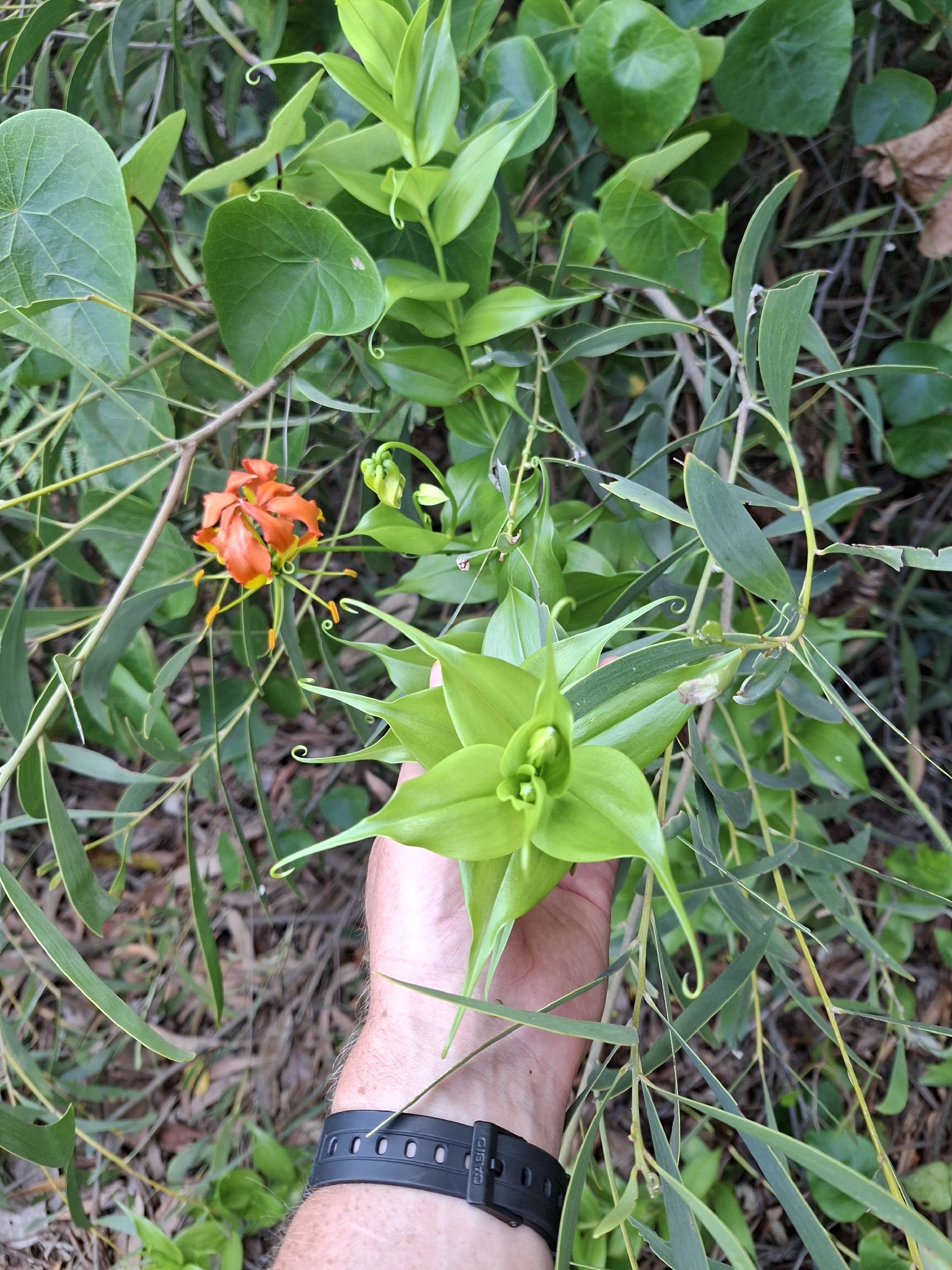 Imagem de Gloriosa