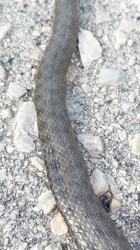 Tessellated Water Snake