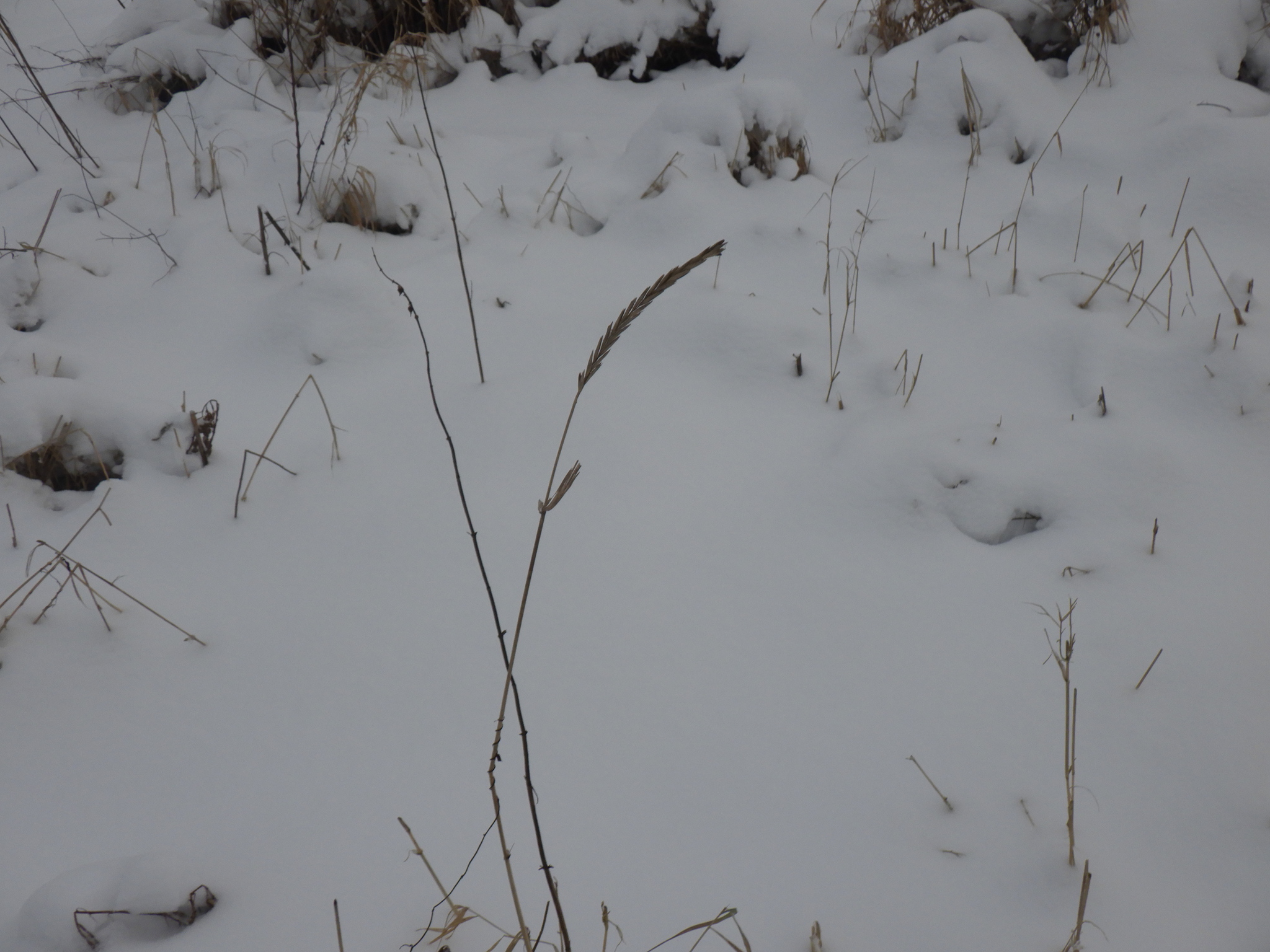 Imagem de Elymus repens