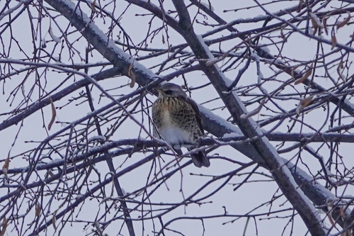 Fieldfare (Turdus pilaris)
