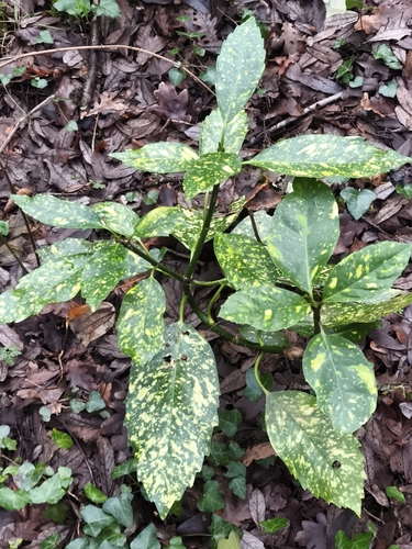 Aucuba japonica iNat (1)