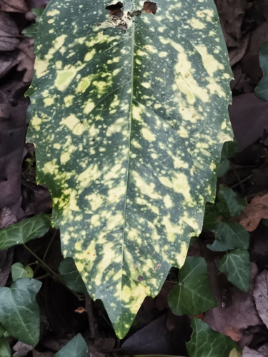 Aucuba japonica