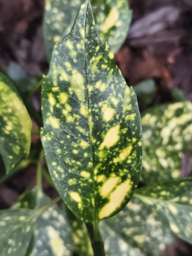 Aucuba japonica