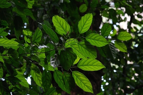 Ochanostachys amentacea observed 2025-12-30