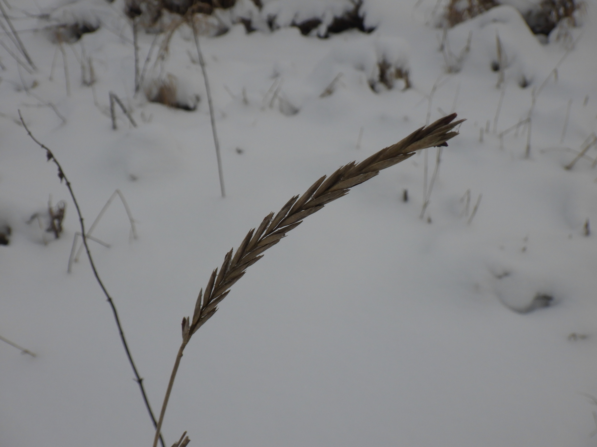 Imagem de Elymus repens